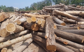 Thông báo giao, điều chuyển gỗ cho cơ quan, đơn vị có nhu cầu sử dụng gỗ tịch thu