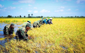 Triển khai Đề án Giáo dục, tuyên truyền nâng cao nhận thức về Quân đội tham gia lao động sản xuất, kết hợp quốc phòng với kinh tế - xã hội giai đoạn 2026 - 2030
