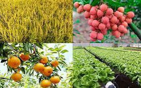 Công bố danh mục thủ tục hành chính lĩnh vực Trồng trọt và Bảo vệ thực vật