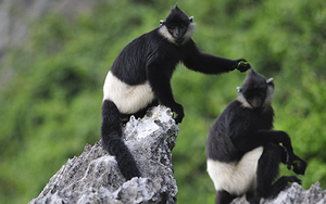 Hanoi promotes inter-provincial linkage in natural ecosystem preservation