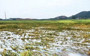 Hanoi provides support for agricultural production post natural disasters