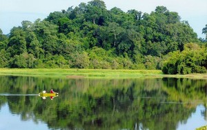 Hanoi steps up efforts on forest protection