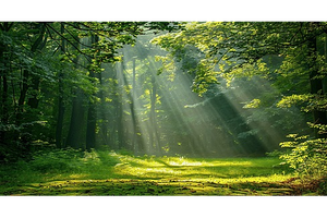 Hành động thích ứng với quy định chống mất rừng và suy thoái rừng của Liên minh Châu Âu (EUDR)