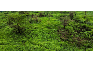 Năm 2026, dự kiến tổ chức đấu giá 306 dự án, khu đất