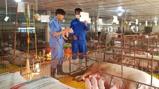Phấn đấu đến năm 2030, Hà Nội trở thành trung tâm sản xuất con giống quy mô lớn