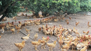 Chủ động phòng, chống dịch bệnh cho đàn vật nuôi sau mưa, lũ