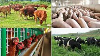 Ủy quyền cho Giám đốc Sở Nông nghiệp và Môi trường thành phố Hà Nội giải quyết thủ tục hành chính lĩnh vực Chăn nuôi, Thuỷ sản và Thú y