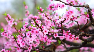 Thông báo về việc nghỉ Tết Âm lịch, nghỉ Lễ Quốc khánh năm 2026