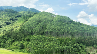 Hoàn thành công tác rà soát hiện trạng rừng và đất lâm nghiệp trong năm 2025