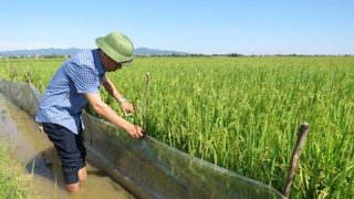 Giảm thiểu thiệt hại do chuột gây ra cho mùa màng