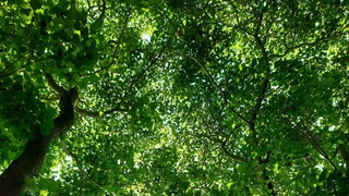 Tổ chức Tết trồng cây Xuân Bính Ngọ, tăng cường công tác quản lý, bảo vệ và phát triển rừng