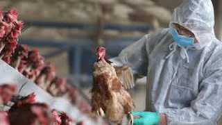 Chủ động triển khai phòng, chống dịch bệnh gia súc, gia cầm, thủy sản