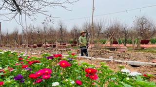 Doanh thu đào, quất cảnh, hoa Tết của quận Tây Hồ đạt hơn 103 tỷ đồng