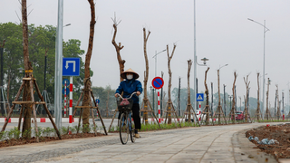 Hà Nội: Khắc phục tình trạng trồng cây xanh không đảm bảo yêu cầu