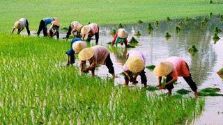 Hà Nội: Gần 80.000 ha lúa Xuân đã được gieo trồng