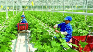 Ban hành Quy định về tiêu chí, tiêu chuẩn chất lượng đối với một số sản phẩm, dịch vụ công lĩnh vực nông nghiệp và phát triển nông thôn