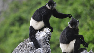 Tăng cường liên kết vùng trong bảo tồn, khai thác, sử dụng tài nguyên đa dạng sinh học tại các khu bảo tồn thiên nhiên