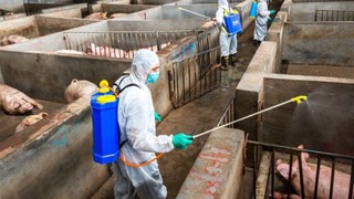 Thủ tướng yêu cầu triển khai quyết liệt các giải pháp phòng, chống dịch tả lợn Châu Phi
