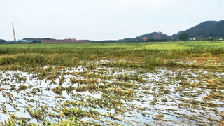 Hanoi provides support for agricultural production post natural disasters