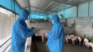 Tăng cường các giải pháp phòng, chống dịch tả lợn Châu Phi