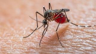 Tăng cường phòng, chống bệnh Chikungunya
