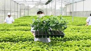 Phê duyệt quy trình nội bộ, quy trình điện tử giải quyết thủ tục hành chính lĩnh vực Trồng trọt