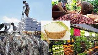 Ủy quyền giải quyết TTHC lĩnh vực Quản lý chất lượng nông lâm sản và thủy sản
