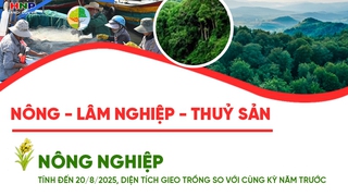 Những con số 'biết nói': Sản xuất nông, lâm nghiệp và thủy sản 8 tháng năm 2025