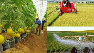 Ủy quyền cho Giám đốc Sở Nông nghiệp và Môi trường, Chủ tịch UBND cấp xã giải quyết các TTHC thuộc thẩm quyền giải quyết của Chủ tịch UBND Thành phố