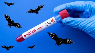 Tăng cường giám sát phòng, chống dịch bệnh do vi rút Nipah