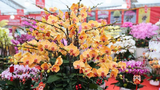 Tổ chức Lễ hội, Hội chợ Xuân Bính Ngọ năm 2026