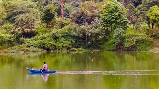 Tổ chức lại hoạt động của Quỹ Bảo vệ và Phát triển rừng