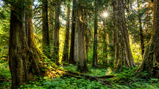 Ban hành Điều lệ tổ chức và hoạt động của Quỹ Bảo vệ và Phát triển rừng