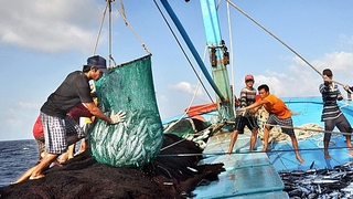 Tăng cường bảo vệ nguồn lợi thủy sản