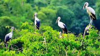 Ủy quyền giải quyết TTHC thuộc lĩnh vực về bảo vệ môi trường, bảo tồn thiên nhiên