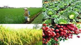 Phê duyệt Quy trình nội bộ, Quy trình điện tử giải quyết thủ tục hành chính lĩnh vực Trồng trọt và Bảo vệ thực vật