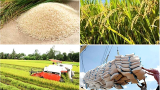Triển khai các nhiệm vụ, giải pháp thúc đẩy sản xuất, xuất khẩu gạo trong tình hình mới