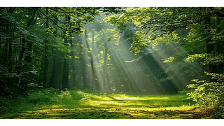 Hành động thích ứng với quy định chống mất rừng và suy thoái rừng của Liên minh Châu Âu (EUDR)