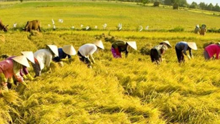 Thúc đẩy phát triển ngành nghề nông thôn