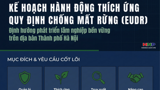 Hành động thích ứng với quy định chống mất rừng và suy thoái rừng