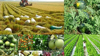 Phê duyệt, bãi bỏ quy trình nội bộ, quy trình điện tử giải quyết thủ tục hành chính lĩnh vực Trồng trọt và Bảo vệ thực vật