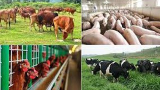 Phê duyệt 61 quy trình nội bộ, quy trình điện tử giải quyết thủ tục hành chính lĩnh vực Chăn nuôi, Thú y và Thuỷ sản