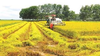 Phân cấp phê duyệt Phương án phát triển vùng sản xuất nông nghiệp tập trung