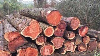 Thông báo giao, điều chuyển gỗ tịch thu để xây dựng trụ sở làm việc của cơ quan nhà nước và các công trình công cộng