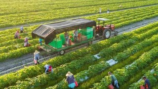 Phê duyệt quy trình nội bộ, quy trình điện tử giải quyết thủ tục hành chính lĩnh vực Quản lý chất lượng Nông, Lâm sản và Thủy sản