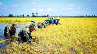 Triển khai Đề án Giáo dục, tuyên truyền nâng cao nhận thức về Quân đội tham gia lao động sản xuất, kết hợp quốc phòng với kinh tế - xã hội giai đoạn 2026 - 2030