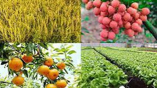 Công bố danh mục thủ tục hành chính lĩnh vực Trồng trọt và Bảo vệ thực vật