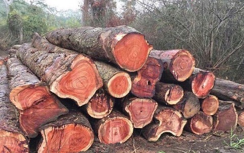 Thông báo giao, điều chuyển gỗ tịch thu để xây dựng trụ sở làm việc của cơ quan nhà nước và các công trình công cộng