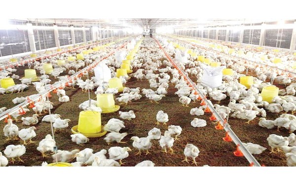 Ban hành quy định mật độ chăn nuôi đến năm 2030