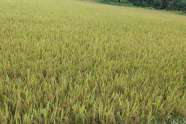 Phê duyệt giá thóc vụ chiêm năm 2025